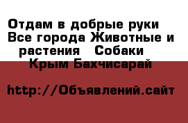 Отдам в добрые руки  - Все города Животные и растения » Собаки   . Крым,Бахчисарай